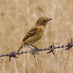 Пампасный тачури / Polystictus pectoralis