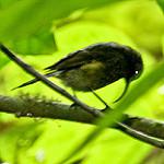 Giant Sunbird / Dreptes thomensis