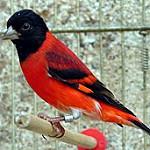 Огненный чиж / Spinus cucullatus
