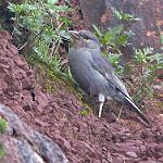 Boulder Finch / Idiopsar brachyurus