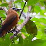Capuchinbird / Perissocephalus tricolor