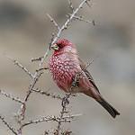 Большая чечевица / Carpodacus rubicilla