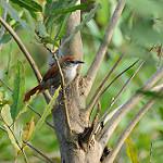 Parker's Spinetail / Cranioleuca vulpecula