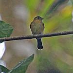 Sulphur-rumped Myiobius / Myiobius sulphureipygius