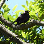 Гватемальский дрозд / Turdus infuscatus