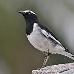 White-browed Wagtail / Motacilla maderaspatensis