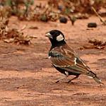 Белощёкий жаворонок / Eremopterix leucotis