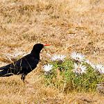 Клушица / Pyrrhocorax pyrrhocorax