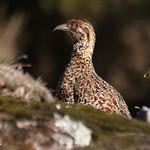 Moorland Francolin / Scleroptila psilolaema