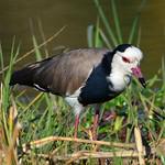 Длиннопалый чибис / Vanellus crassirostris