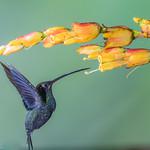 White-whiskered Hermit / Phaethornis yaruqui
