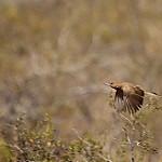 White-throated Cacholote / Pseudoseisura gutturalis