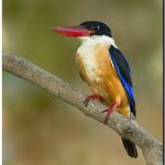Black-capped Kingfisher / Halcyon pileata