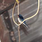 Ангольская ласточка / Hirundo angolensis