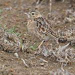 Beesley's Lark / Chersomanes beesleyi