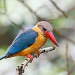 Stork-billed Kingfisher / Pelargopsis capensis