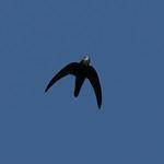 Индийская салангана / Aerodramus unicolor