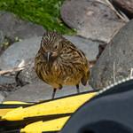 Gough Finch / Rowettia goughensis