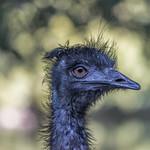 Emu / Dromaius novaehollandiae