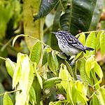 Stripe-chested Antwren / Myrmotherula longicauda