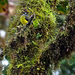 Ornate Flycatcher / Myiotriccus ornatus