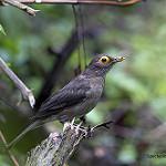 Антильский дрозд / Turdus lherminieri