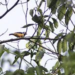 Рыжебрюхий шлемоголов / Prionops rufiventris