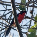 Черноголовый гонолек / Laniarius erythrogaster