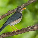 Plumbeous-backed Thrush / Turdus reevei