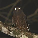 Одноцветная иглоногая сова / Ninox theomacha