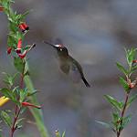 Santa Marta Blossomcrown / Anthocephala floriceps