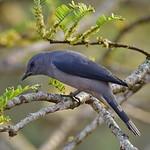Black-winged Cuckooshrike / Lalage melaschistos