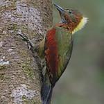 Checker-throated Woodpecker / Chrysophlegma mentale