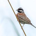 Овсянка Стюарта / Emberiza stewarti