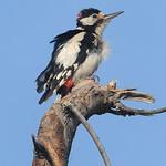 Белокрылый дятел / Dendrocopos leucopterus