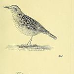 Бонинский дрозд / Zoothera terrestris