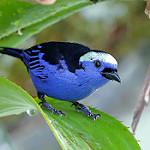Opal-crowned Tanager / Tangara callophrys