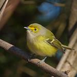 Белоглазый виреон / Vireo griseus