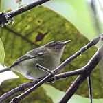 Чокский виреон / Vireo masteri