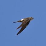 Pacific Swift / Apus pacificus