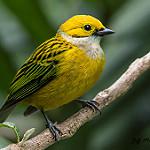 Silver-throated Tanager / Tangara icterocephala