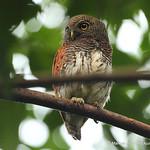 Chestnut-backed Owlet / Glaucidium castanotum