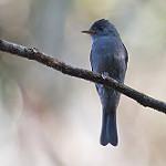 Blackish Pewee / Contopus nigrescens