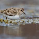 Белохвостый песочник / Calidris temminckii