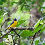 Blue-and-gold Tanager / Bangsia arcaei