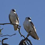 Letter-winged Kite / Elanus scriptus