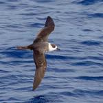 Ошейниковый тайфунник / Pterodroma cervicalis