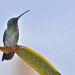 Светлобрюхая амазилия / Chrysuronia leucogaster