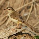 Brown Prinia / Prinia polychroa