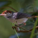 Rufous-tailed Tailorbird / Orthotomus sericeus